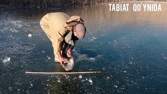 Зимняя рыбалка. Рыбалка по первому льду, первая рыбалка на льду.#рыбалка #рыба #fishing #зима . смотреть онлайн