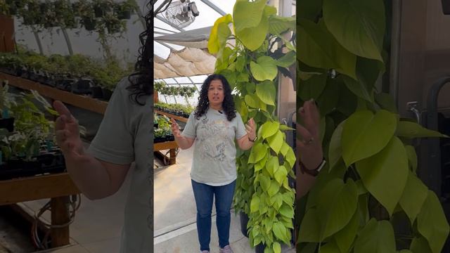Early February Greenhouse Tour: Peace, Love, & Plants!🌵🩷🪴🌺 смотреть онлайн