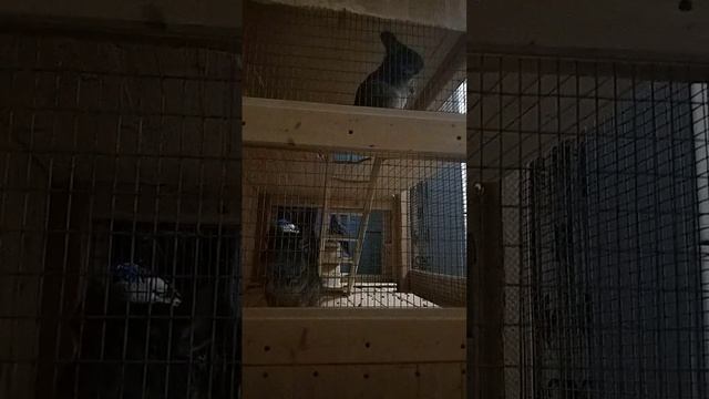 Ночной зверёк. смотреть онлайн