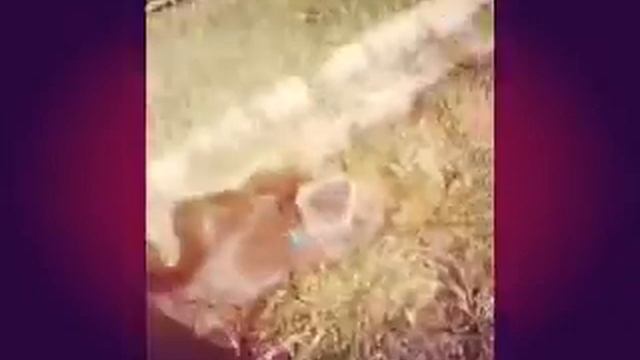 Я гуляю на улице с котом смотреть онлайн