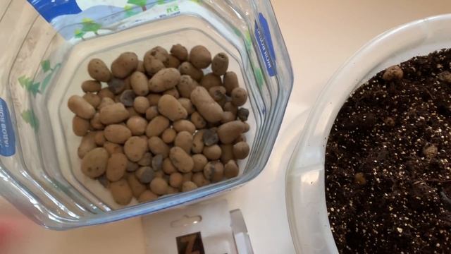 Томат БАЛКОННОЕ ЧУДО от Agroni / Огород на окне / Как вырастить помидоры на подоконнике