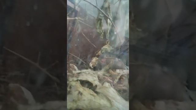 Палочники домашних условиях смотреть онлайн