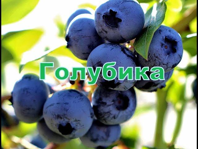 Голубика смотреть онлайн