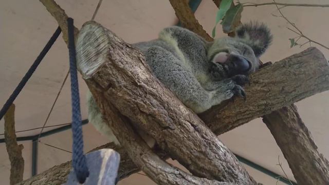 Koalas at "Australia Zoo" (4) 🐨🌿🐨💤 12/10/22 Коалы в "Австралийском Зоопарке" смотреть онлайн