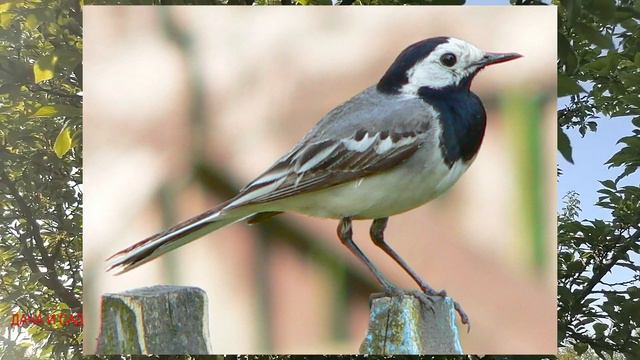 Птицы в саду, зачем их нужно беречь и кормить смотреть онлайн