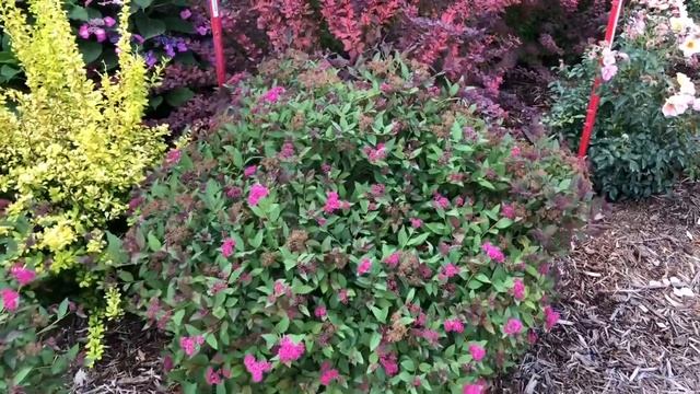 DOUBLE PLAY® Pink Spiraea | Www.gardencrossings.com