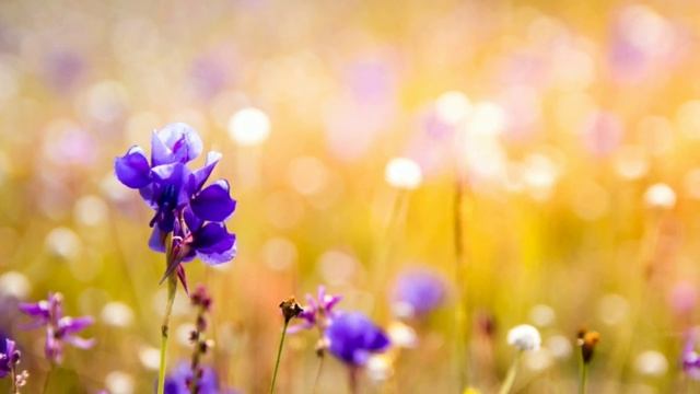 Правильный сбор лекарственных растений. Зелёная аптека. Как заготовить лечебные травы. смотреть онлайн