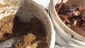 Разведение опарыша из раков в домашних условиях. Быстро, просто, результативно. Рыбалка 2020..mp4