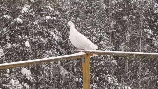 Зимний лес , крещенские морозы , голуби 🕊️ смотреть онлайн