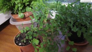 АДИАНТУМ. Всё об уходе - ОСВЕЩЕНИЕ, ПОЛИВ, УДОБРЕНИЕ, ВЛАЖНОСТЬ, ПОЧВА, ВРЕДИТЕЛИ и БОЛЕЗНИ.