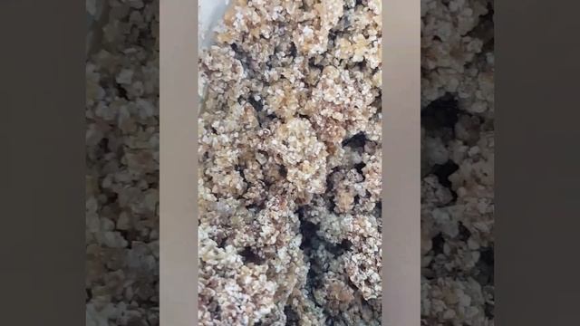 Инкубация яиц чёрной львинки.    Incubation Of Eggs Of A Black Lioness.