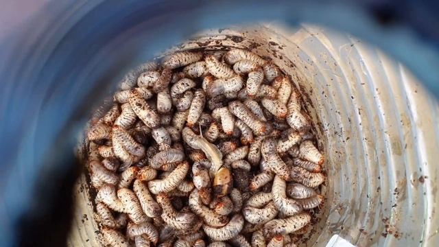 Личинка Майского Жука! ШОК! НАРОДНЫЙ МЕТОД! Как ИЗБАВИТЬСЯ от Хрущей!