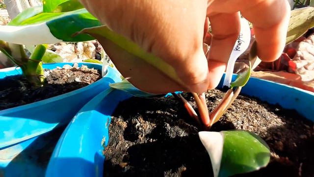 Philodendron White Wizard Vs Philodendron White Knight