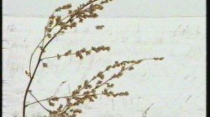 1999г., Пушкин 1.wmv