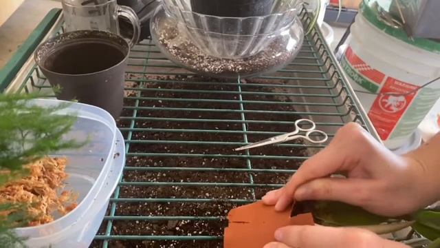 Repotting - Asparagus Fern, Spider Plant, & ZZ Plant - 8/6/20 смотреть онлайн