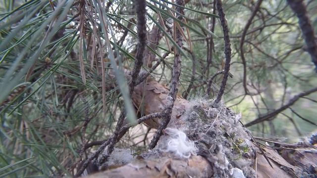 Синица длиннохвостая 150504 на сосне у пл  Марк2015 05 05 01