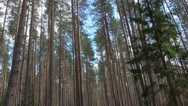 Серебряное озеро и Берёзовый рядок смотреть онлайн