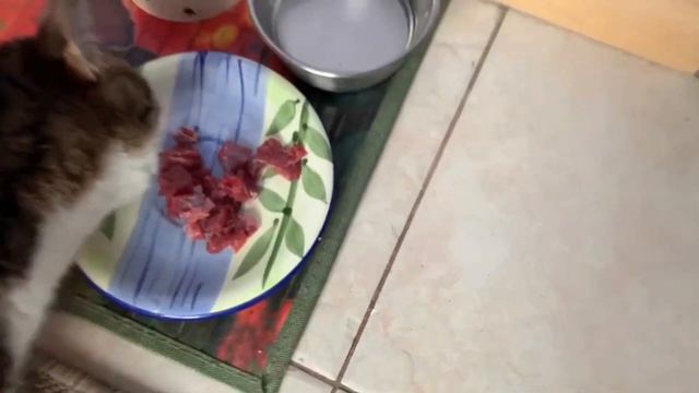 О МОИХ КОШКАХ ПОНЕМНОЖКУ…