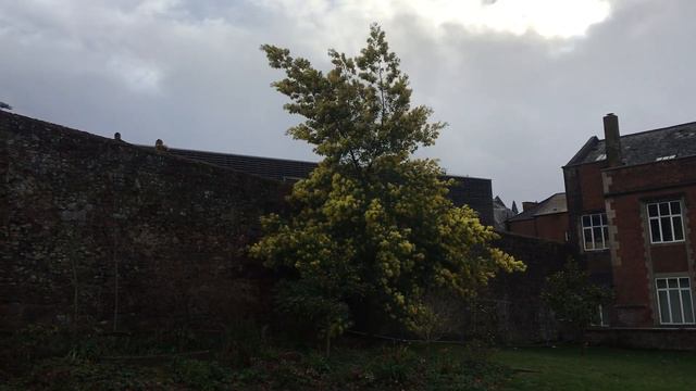 Silver wattle - tree - January 2019 смотреть онлайн