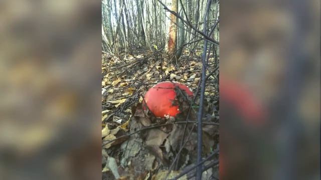 Лесные дары, ягоды-грибы Усадьбы Я&МЫ 2015 смотреть онлайн