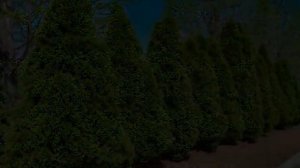 Туя Смарагд — описание и размеры, посадка и уход