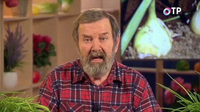 Что делать, если лук севок и чеснок начали портиться? смотреть онлайн