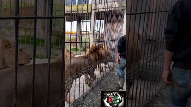 Парк львов Прайд Абхазия смотреть онлайн