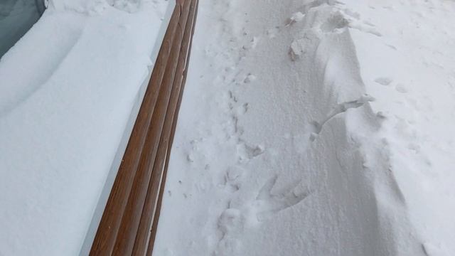 Собака бегает по укрытиям роз ??, сломался снегоуборщик ??, планы на ?☀15. 01.2023 смотреть онлайн