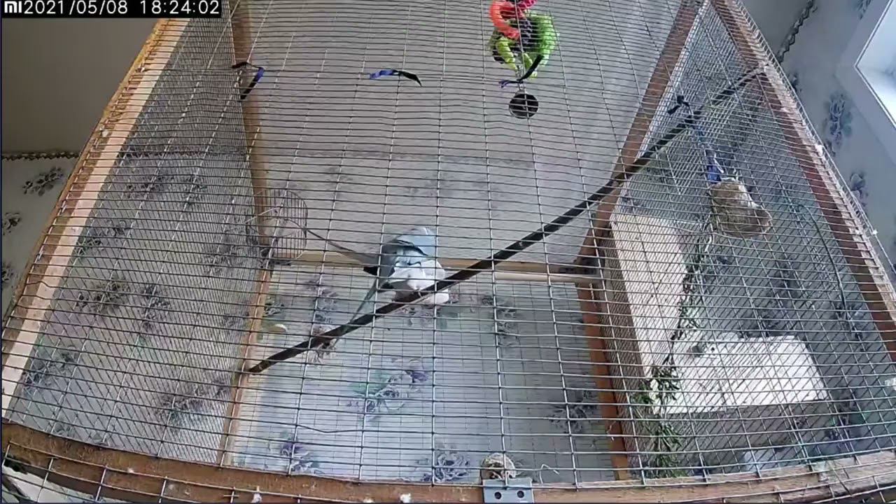 Спаривание индийских кольчатых ожереловых попугаев. Mating of Indian ringed necklace parrots. смотреть онлайн