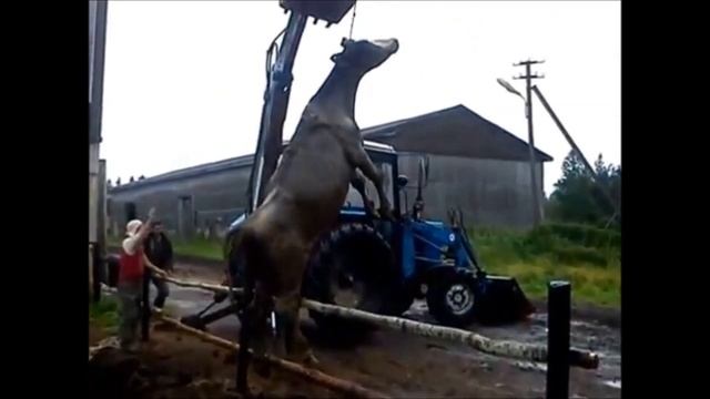 Спасение коровы. Корова попала в яму с фекалиями. 18+ смотреть онлайн