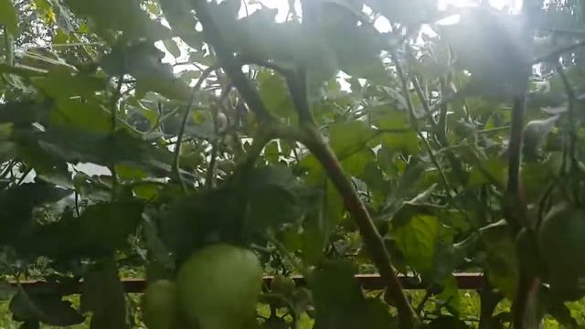 Отличный сорт томата "Феникс" 4.6 кг с 1 куста (Tomato "Phoenix") смотреть онлайн
