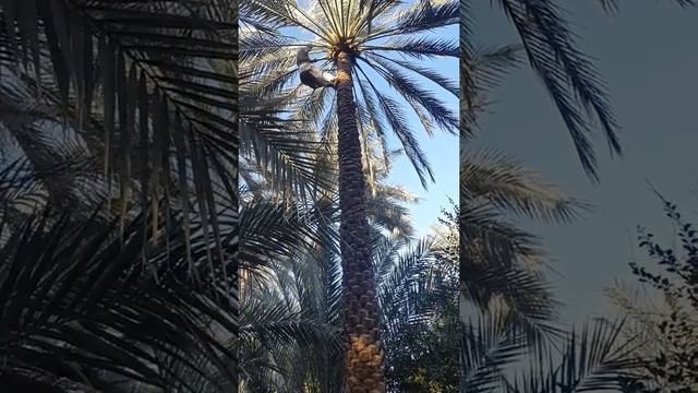 Вот так собирают финики в Арабских Эмиратах. смотреть онлайн