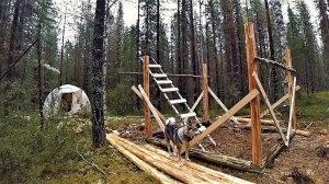 ЗАБРАЛСЯ В ТАЙГУ! ПОГОДА УХУДШАЕТСЯ! ИДЕТ ВТОРАЯ НЕДЕЛЯ! ЗАБОЛЕЛ. СТРОЮ КАРКАС ИЗБЫ.