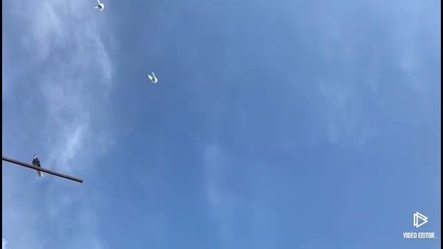 Голуби у Виктора-49(Питомник Западный- подкидки молодежи от голубей Зелененко А.Д) смотреть онлайн