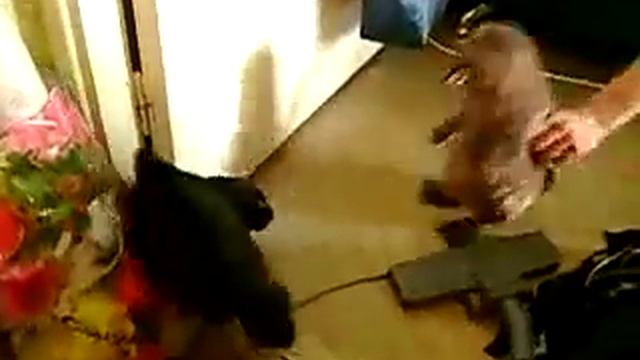 ПРИКОЛ) КОТ БОИТСЯ БОБРА! смотреть онлайн