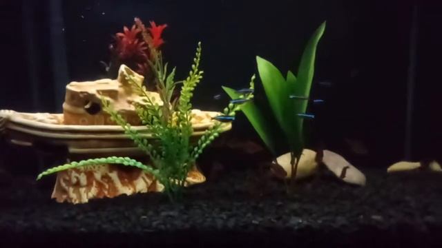 Aquario 40 lts, mato grossos, neons, botia ioio e labeo albino. смотреть онлайн