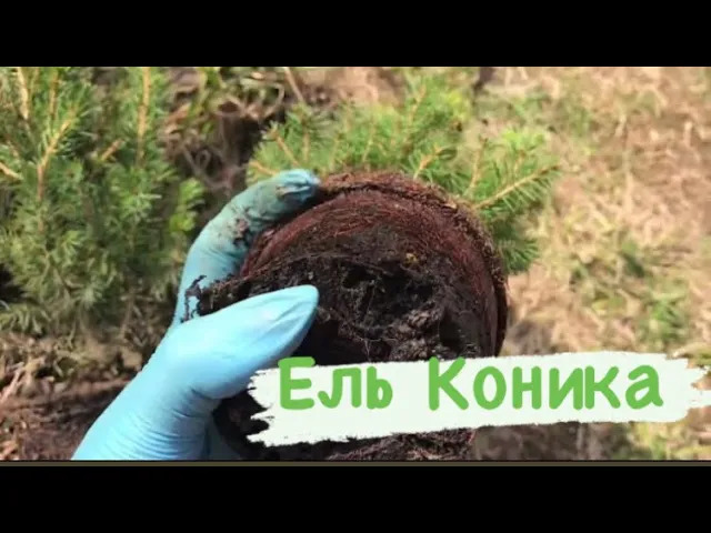 Посадка ели Коника с контейнера Р9, навожу порядок в клумбе ?.mp4 смотреть онлайн