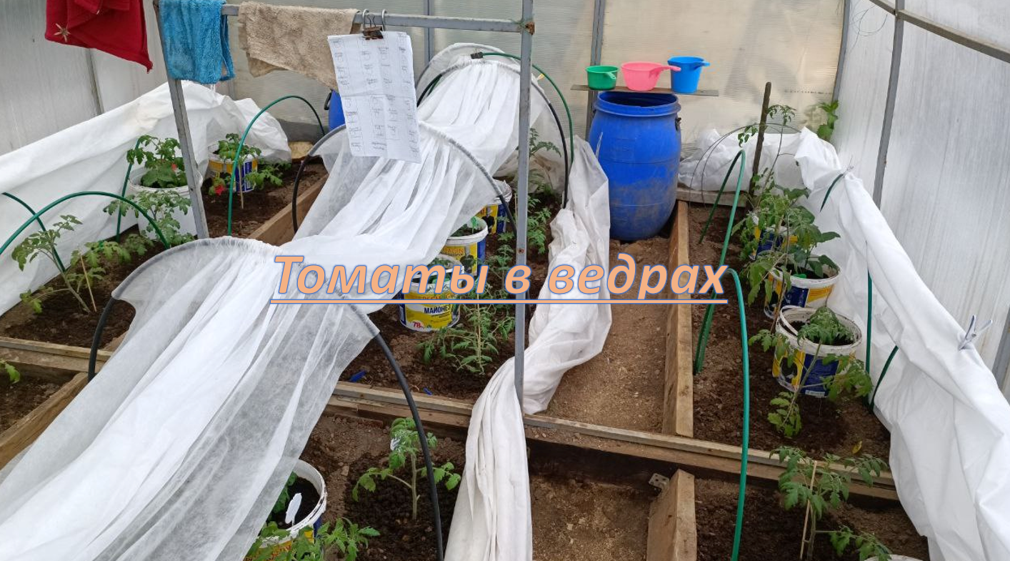 Высадила томаты в ведра. Гномы и черри смотреть онлайн