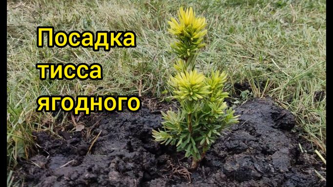 Посадка тисса ягодного смотреть онлайн