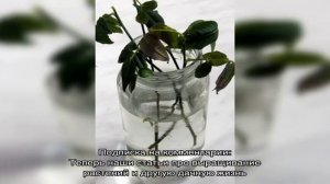 Размножения акации черенками: способы и сроки