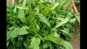 конский щавель лечебные свойства,