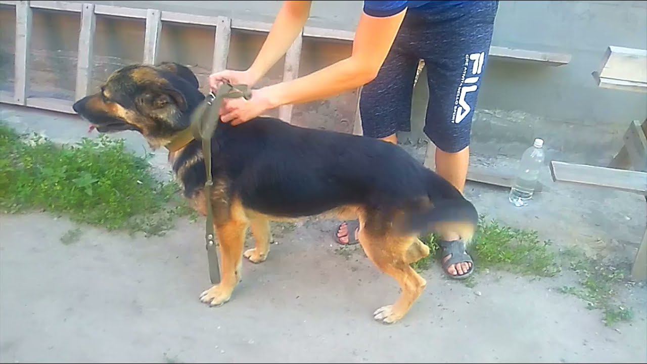 Наши любимые животные смотреть онлайн