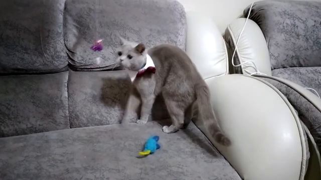 Серия "стихи ру": "Объект чёрного пиара". стих про милого котика. смотреть онлайн