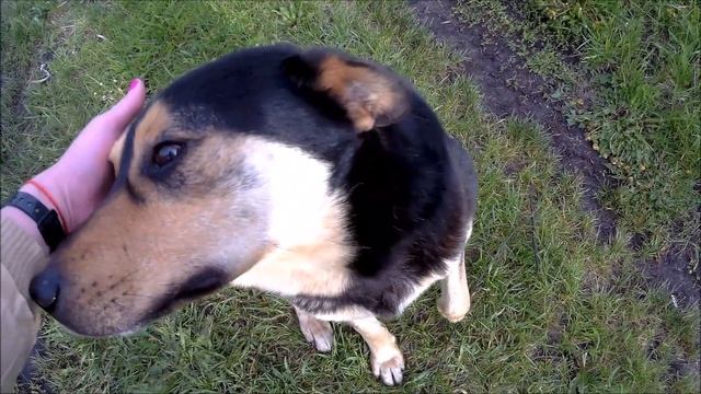 Посадка папоротников, кормление собак смотреть онлайн