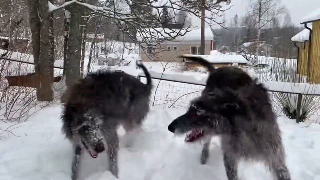 Scottish Deerhounds Enjoying the Snow смотреть онлайн