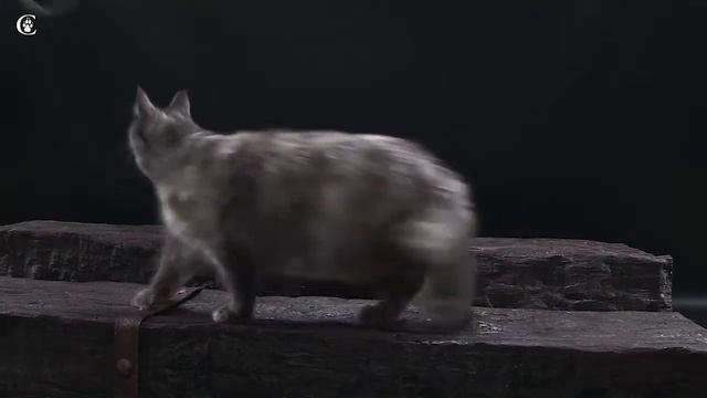 Кошка мейн кун Spellbound`s Uma голубокремовая дымная черепаховая (gs) в 3 года www.coonplanet.ru смотреть онлайн