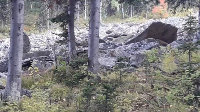 сеноставки на г.галухе смотреть онлайн