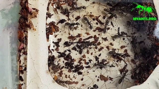 Небольшой обзор Diacamma rugosum смотреть онлайн