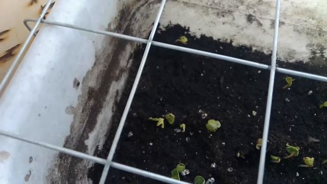 10 марта 2021 г. Редис на окне. смотреть онлайн