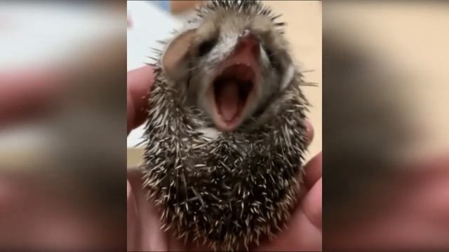 Ёжик зевает..... смотреть онлайн